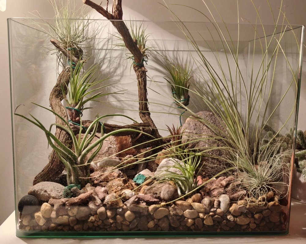 Taller «Plantas de aire para tu terraza»